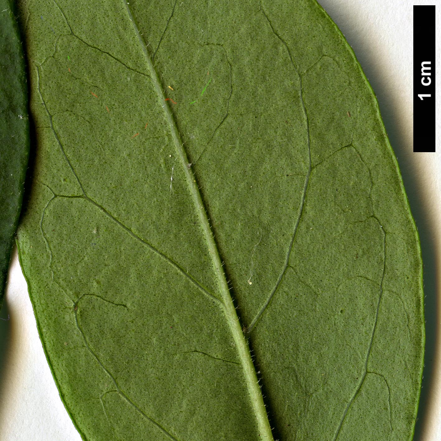 High resolution image: Family: Oleaceae - Genus: Ligustrum - Taxon: ×ibolium (L.obtusifolium × L.ovalifolium)